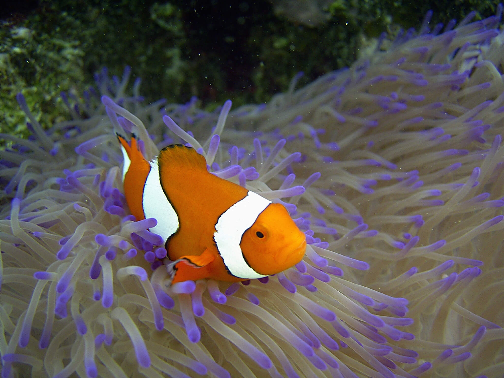 Image of a clownfish peaking out of an anemone